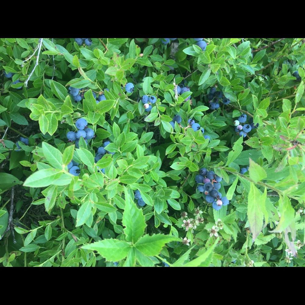 Meet your Posher, Kristin